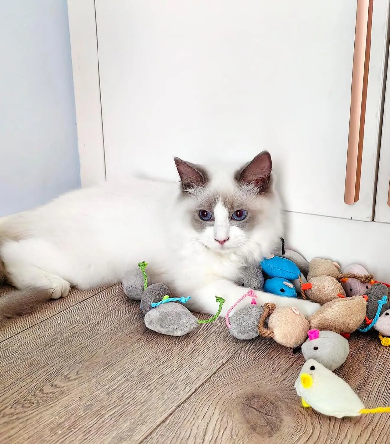3/200pcs Rattle Cat Mouse Toys - Catnip Toys recensione e prezzo